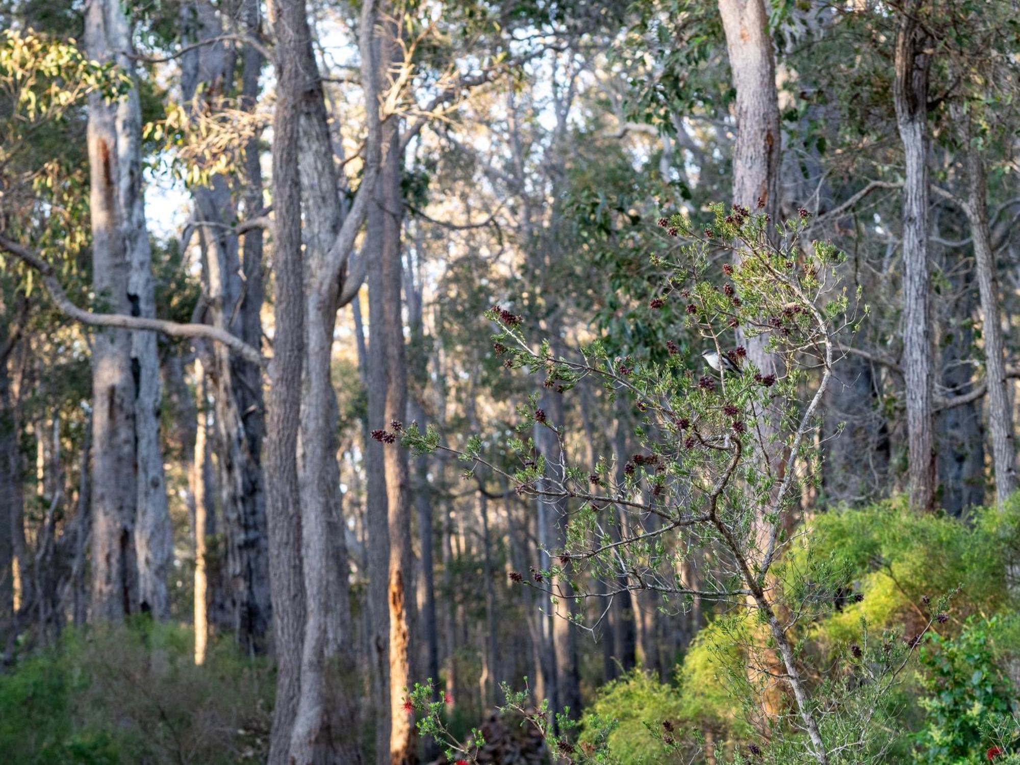 Jarrah Grove Forest Retreat - Adults Only Luxury Chalet Rosa Glen المظهر الخارجي الصورة